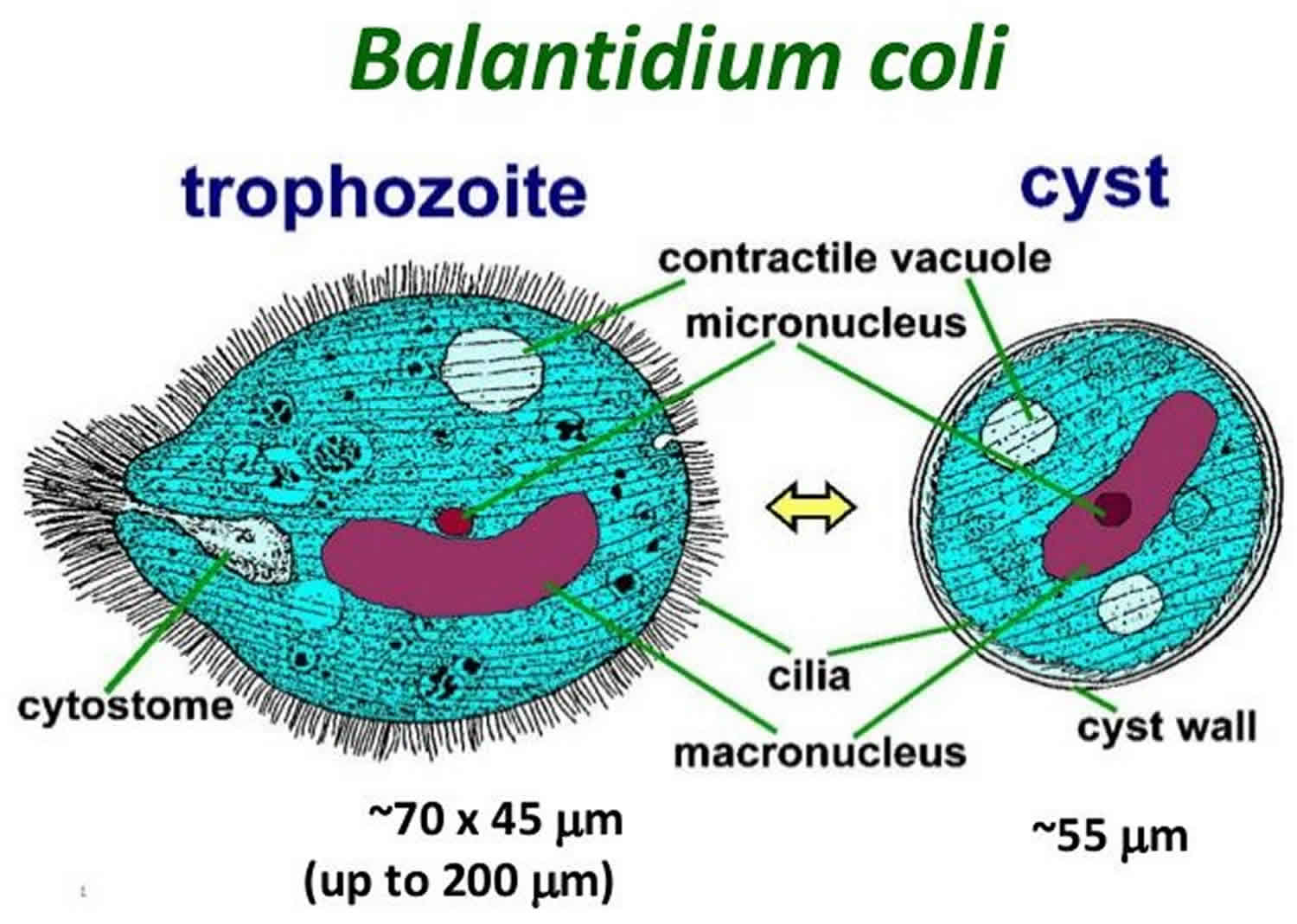 Balantidium Coli - Introduction, Classification, History, Habitat ...